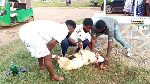 The aggrieved NDC members slaughtered sheep, invoked curses during the election