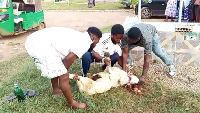 The aggrieved NDC members slaughtered sheep, invoked curses during the election