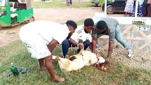 The Three Aggrieved NDC Members Slaughtered Sheep, Invoked Curses During The Voting Process 