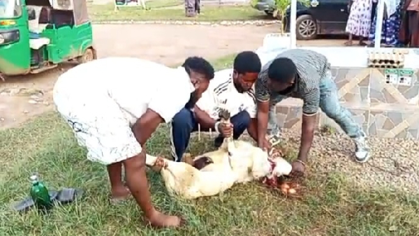 The aggrieved NDC members slaughtered sheep, invoked curses during the election