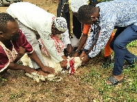 Muslims slaughter a sheep for Eid-Ul-Adha | File photo