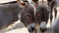 File photo of donkeys