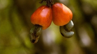 Cashew prices would be increased soon