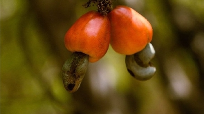 Improved seedlings of cashew have been planted to boost production