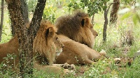 Lion in a natural park | File photo