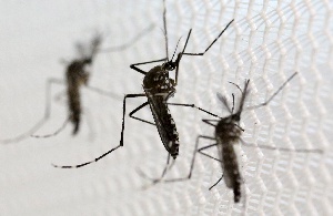 Zika. Aedes Aegypti Mosquitoes  Campinas, Brazil