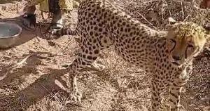The cheetah is now being looked after in Nairobi
