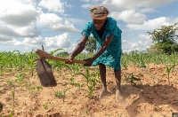 Droughts have destroyed crops in parts of central Mozambique