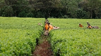 Workers at James Finlay tea estate in Kericho County, Kenya