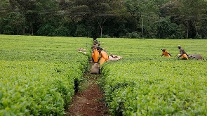 Workers at James Finlay tea estate in Kericho County, Kenya