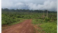 Environmentalists have raised alarm over the depletion of thousands of acres in the Congo basin