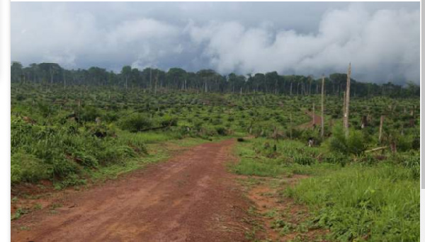 Environmentalists have raised alarm over the depletion of thousands of acres in the Congo basin