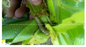 Army worms have invaded many farmlands across the country