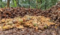 File photo of Coconut husk