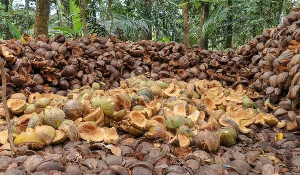 File photo of Coconut husk