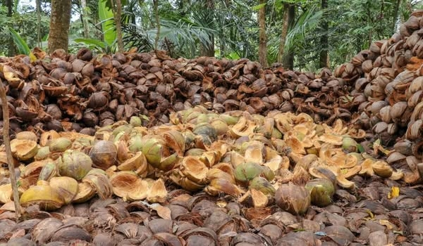 File photo of Coconut husk