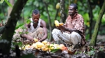 Cocoa farmers must be abreast with EU market entry protocols to thrive