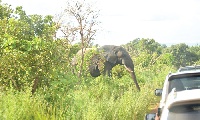 For about 30 minutes, the elephant held the convoy hostage