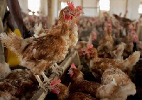 Most poultry birds have been affected with bird flu (file photo)