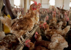Demand For Chicken Is Huge In Africa