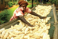 File photo: A farmer drying her maize