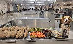 How a dog alerted US officials to intercept prohibited yams, vegetables from Ghana at JFK airport