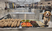 The bag was found to contain approximately 72 pounds of yams, vegetables and spices