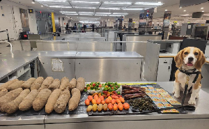 The bag was found to contain approximately 72 pounds of yams, vegetables and spices
