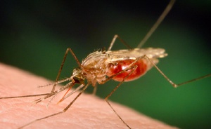 File photo of a mosquito sucking blood from a human
