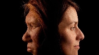 Neanderthals and Homo sapiens evolve for different areas around di world