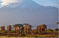 A herd of adult and baby elephants walks in the dawn light as the highest mountain