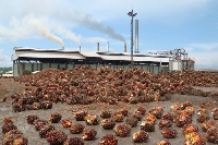 Ghana produces about 2,000,000 metric tons of oil palm fruits annually