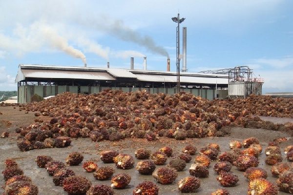 Ghana produces about 2,000,000 metric tons of oil palm fruits annually