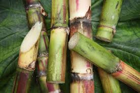 Sugarcane