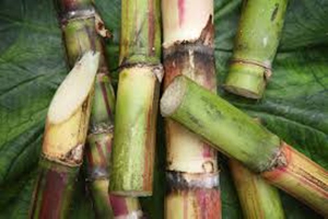 Sugarcane.