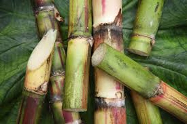 Sugarcane