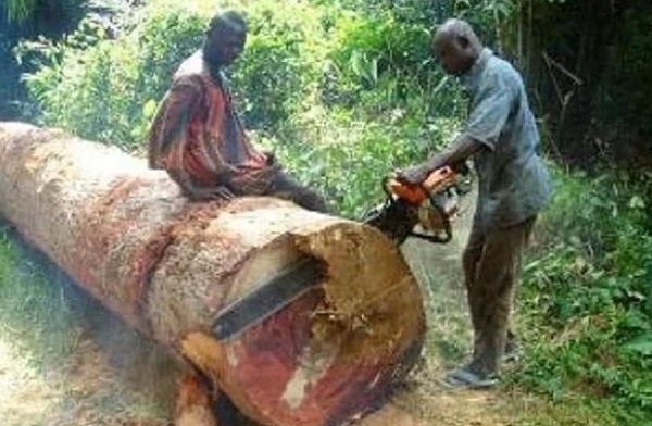 A chainsaw operator lumbering a tree