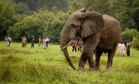 File photo: Tourists at the Mole National Park