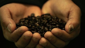Coffee Seeds