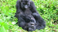 Female gorillas appear to maintain their social relationships for many years