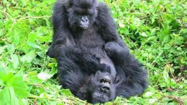 Female gorillas appear to maintain their social relationships for many years