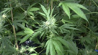 File photo of Cannabis