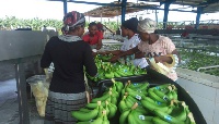 Banana is Ghana's main non-traditional export in Agriculture sector