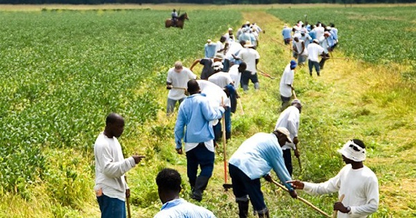 Commercialization of agriculture in the Prisons Service will help ensure food sustainability