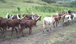 File photo: Cattle grazing in Agogo