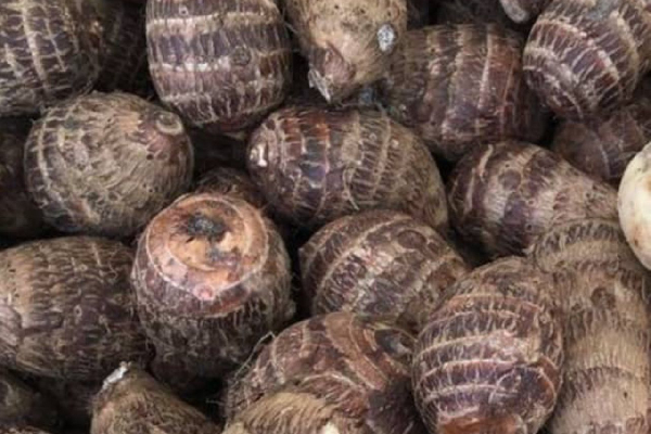 Cocoyam is rich in fiber, vitamins, and minerals for better health