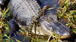 Alligators