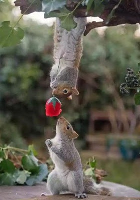 The squirrels
