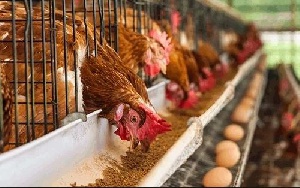 Over 2,800 cartons of chicken has been impounded at a secret warehouse in Accra