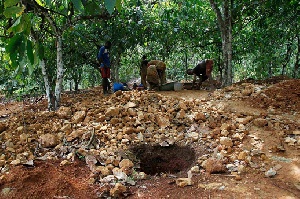 Cocoa farm being used for galamsey | File photo